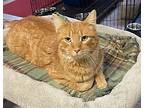 Mr. Peepers, Domestic Shorthair For Adoption In Sparta, Wisconsin