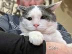 Cody, Domestic Shorthair For Adoption In Chicago, Illinois