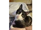 Monkey, Domestic Shorthair For Adoption In North Salem, New York