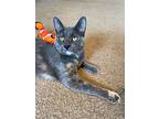 Mollie Orchard, Domestic Shorthair For Adoption In Mount Laurel, New Jersey