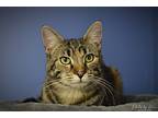 Duchess Country Club, Domestic Shorthair For Adoption In Mount Laurel