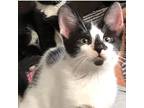 Luxor Mirage, Domestic Shorthair For Adoption In Mount Laurel, New Jersey
