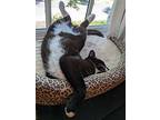 Carbon, Domestic Shorthair For Adoption In Mount Laurel, New Jersey