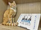 Leo, Domestic Shorthair For Adoption In Chicago, Illinois