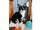 Sitka Willow, Domestic Shorthair For Adoption In Mount Laurel, New Jersey