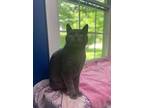 Enigma, Domestic Shorthair For Adoption In Mount Laurel, New Jersey