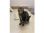Carrie, Domestic Shorthair For Adoption In Naperville, Illinois