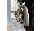 Arroyo Willow, Domestic Shorthair For Adoption In Mount Laurel, New Jersey