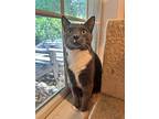Starr Orchard, Domestic Shorthair For Adoption In Mount Laurel, New Jersey