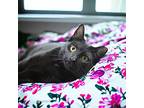 Katrina Tcc, Domestic Shorthair For Adoption In Mount Laurel, New Jersey