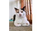 Gemma Crystal, Domestic Shorthair For Adoption In Mount Laurel, New Jersey