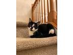 Hudson Hickory, Domestic Shorthair For Adoption In Mount Laurel, New Jersey