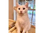 Cannoli Tcc, Domestic Shorthair For Adoption In Mount Laurel, New Jersey