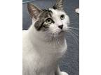 Griswald, Domestic Shorthair For Adoption In Mount Laurel, New Jersey