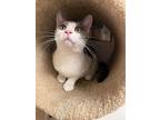 Scooch 7-11, Domestic Shorthair For Adoption In Mount Laurel, New Jersey