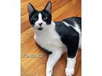 Pancake, Domestic Shorthair For Adoption In Chicago, Illinois