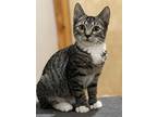 Geneva Orchard, Domestic Shorthair For Adoption In Mount Laurel, New Jersey