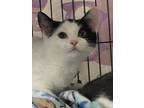 Odyssey Rittenhouse, Domestic Shorthair For Adoption In Mount Laurel, New Jersey