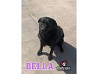 Bella (courtesy Post), Labrador Retriever For Adoption In Council Bluffs, Iowa