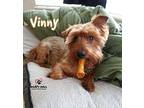 Vinny, Silky Terrier For Adoption In Council Bluffs, Iowa