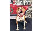 Anna Belle, American Staffordshire Terrier For Adoption In Toledo, Ohio