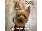 Teddy - No Longer Accepting Applications, Cairn Terrier For Adoption In Council