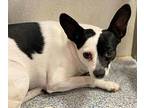 Peanut, Rat Terrier For Adoption In Bartlesville, Oklahoma