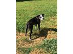 Lady, Bull Terrier For Adoption In Salisbury, North Carolina