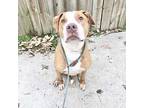 Lola, American Staffordshire Terrier For Adoption In Whitestone, New York