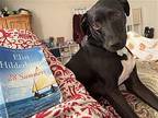 Otis, Labrador Retriever For Adoption In Elmsford, New York