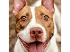 Calette, American Staffordshire Terrier For Adoption In Whitestone, New York