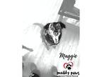 Maggie (courtesy Post), Labrador Retriever For Adoption In Council Bluffs, Iowa