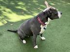 Raya, American Staffordshire Terrier For Adoption In Phoenix, Arizona