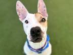 Lockevelt, American Staffordshire Terrier For Adoption In Phoenix, Arizona