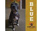 Blue (courtesy Post), American Pit Bull Terrier For Adoption In Council Bluffs