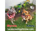 Kasey, American Staffordshire Terrier For Adoption In Toledo, Ohio