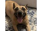 Bethany, American Staffordshire Terrier For Adoption In Whitestone, New York