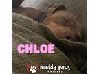 Chloe (courtesy Post), American Pit Bull Terrier For Adoption In Council Bluffs