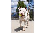 Dooley, American Pit Bull Terrier For Adoption In Naperville, Illinois