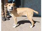 Paisley, American Pit Bull Terrier For Adoption In Albuquerque, New Mexico