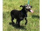 Elsie, Terrier (unknown Type, Medium) For Adoption In Wharton, Texas