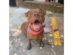 Hazel, American Staffordshire Terrier For Adoption In Whitestone, New York