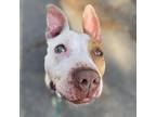 Chance, American Staffordshire Terrier For Adoption In Whitestone, New York