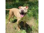 Anastasia Steele, American Staffordshire Terrier For Adoption In Whitestone