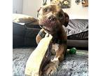 Gandalf, American Staffordshire Terrier For Adoption In Whitestone, New York