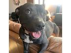 Moxie, American Staffordshire Terrier For Adoption In Whitestone, New York
