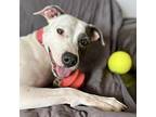 Ema Lou, American Staffordshire Terrier For Adoption In Whitestone, New York