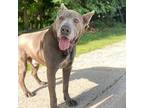 Mizu, American Staffordshire Terrier For Adoption In Whitestone, New York