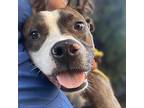 Joey Taco, American Staffordshire Terrier For Adoption In Whitestone, New York