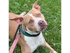 Brandy, American Staffordshire Terrier For Adoption In Whitestone, New York